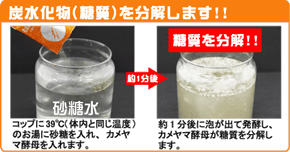 炭水化物(糖質)を分解します