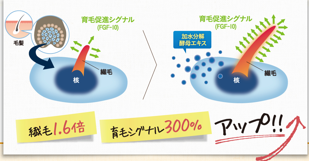加水分解酵母エキスの働きで、繊毛1.6倍！育毛シグナル300%アップ