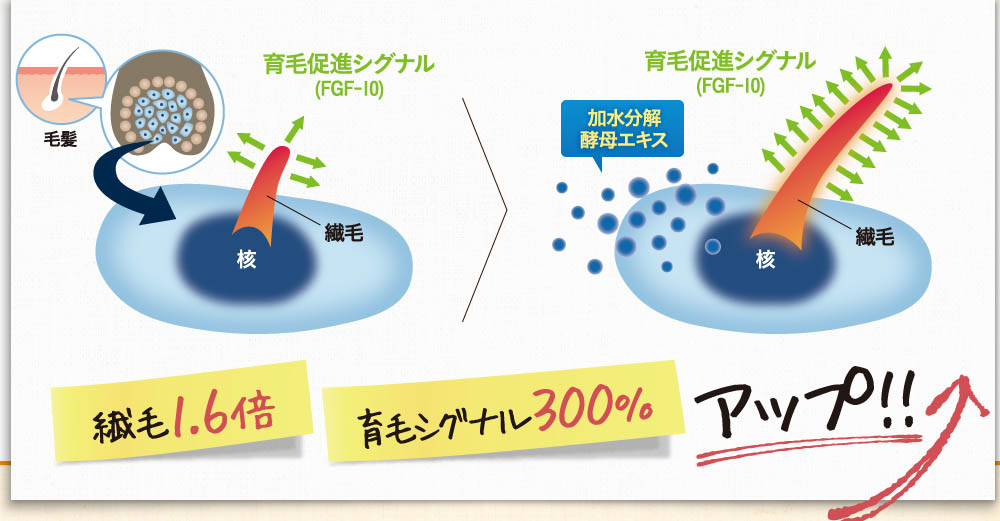 加水分解酵母エキスの働きで、繊毛1.6倍！育毛シグナル300%アップ