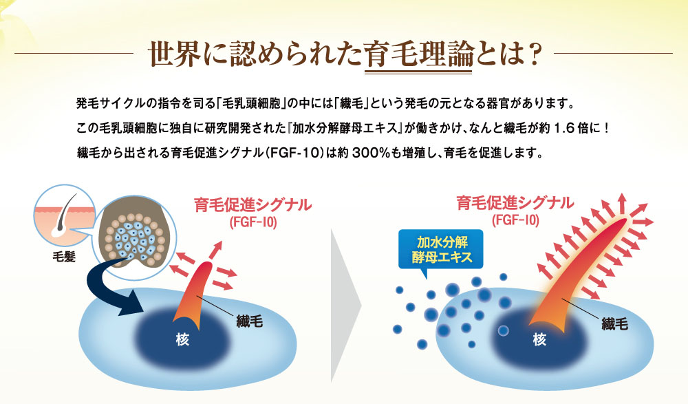 世界に認められた育毛理論とは？発毛サイクルの指令を司る「毛乳頭細胞」の中には「繊毛」という発毛の元となる器官があります。この毛乳頭細胞に独自に研究開発された「加水分解酵母エキス」が働きかけ、なんと繊毛が約1.6倍に！繊毛から出される育毛促進シグナル(FGF-10)は約300%も増殖し育毛を促進します。