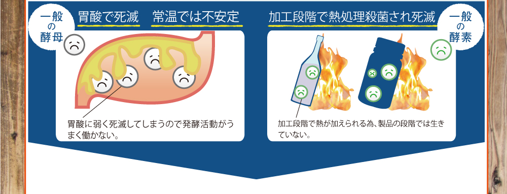 一般の酵母は胃酸で死滅、常温では不安定。一般の酵素は加工段階で熱処理殺菌され死滅