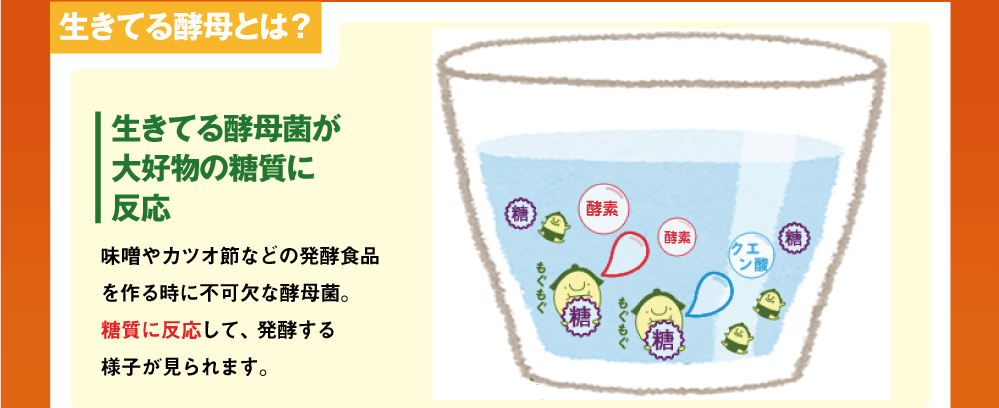 生きてる酵母菌が大好物の糖質を発酵分解