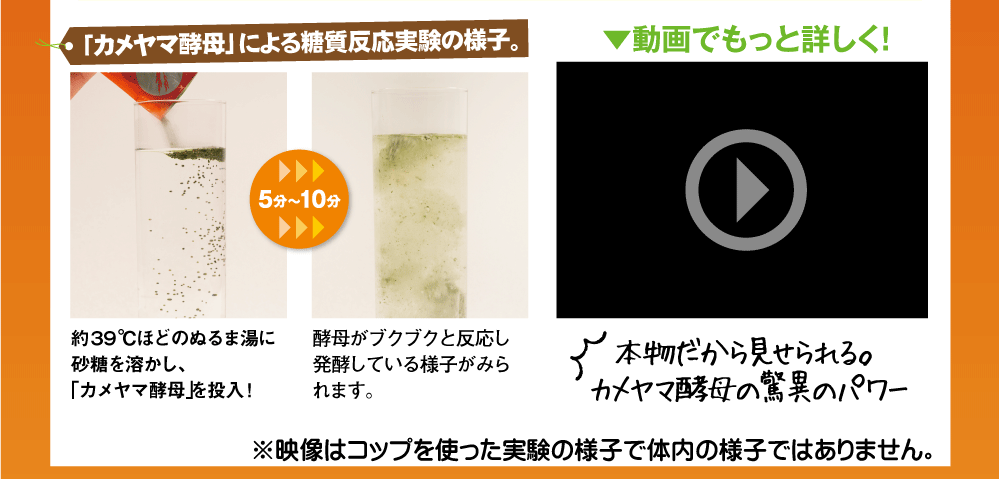 カメヤマ酵母による糖質分解実験の様子
