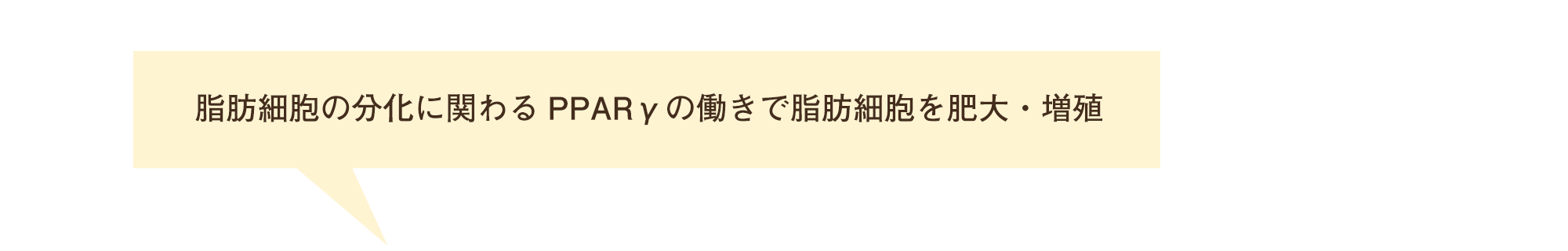 脂肪細胞の分化にかかわるPPARγの働きで脂肪細胞を肥大・増殖