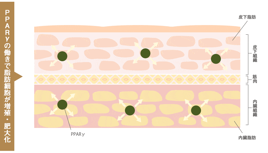 PPARγの働きで脂肪細胞が増殖・肥大化する様子のイメージ図