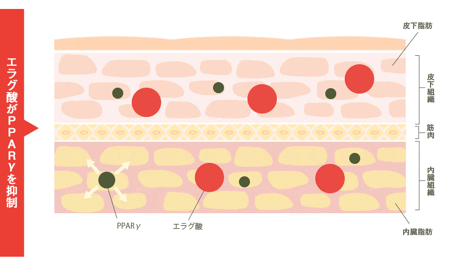 エラグ酸がPPARγを抑制し脂肪の肥大化・増殖を抑えるイメージ図