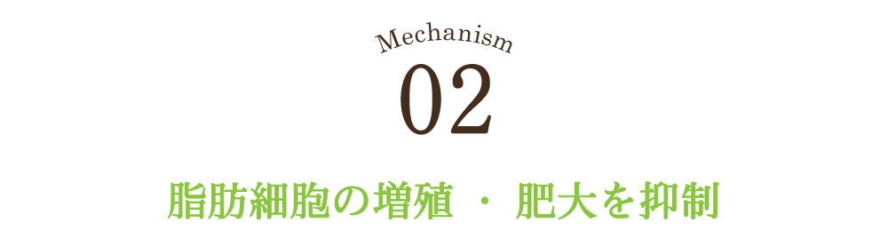 脂肪細胞の増殖・肥大化を抑制