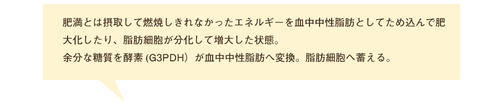 肥満後は摂取して燃焼しきれなかったエネルギーを中性脂肪としてため込んで肥大化したり、脂肪細胞が分化して増大した状態。余分な糖質を酵素(G3PDH)が中性脂肪へ変換し脂肪細胞へ蓄える。