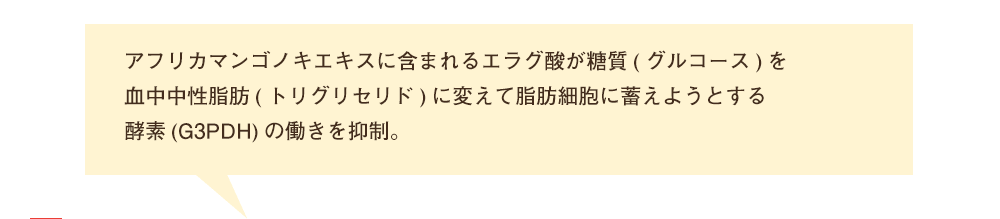 アフリカマンゴノキエキスに含まれるエラグ酸が糖質(グルコース)を中性脂肪(トリグリセリド)に変えて脂肪細胞に蓄えようとする酵素(G3PDH)の働きを抑制。