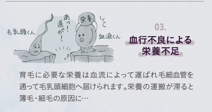 血行不良による栄養不足。育毛に必要な栄養は血流によって運ばれ毛細血管を通って毛乳頭細胞へ届けられます。栄養の運搬が滞ると薄毛。細毛の原因に。
