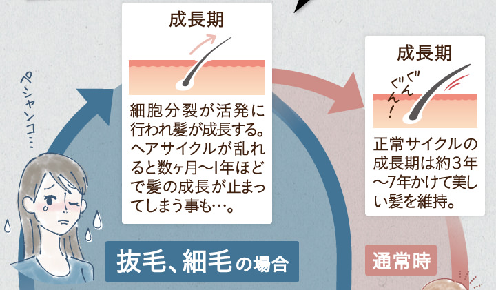 成長期。細胞分裂が活発に行われ髪が成長する。ヘアサイクルが乱れると数ヶ月～1年ほどで会の成長が止まってしまう事も・・・。成長期。正常サイクルの成長期は約3年～7年かけて美しい髪を維持。
