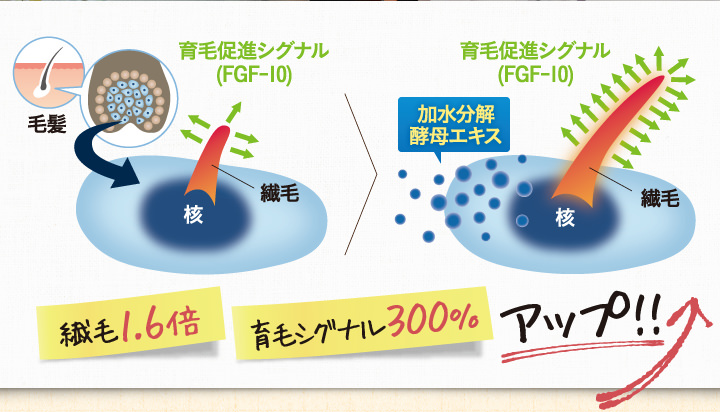 繊毛1.6倍で育毛シグナル300%アップ！！