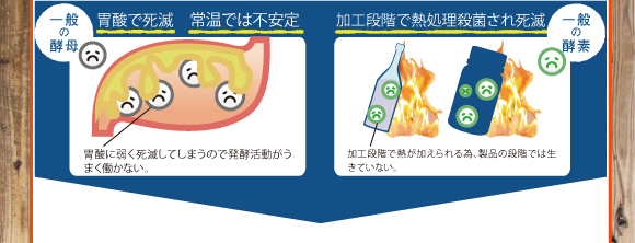 一般の酵母。胃酸で死滅、常温では不安定。酵母は本来胃酸に弱く死滅してしまうので発酵活動がうまく働かない。加工段階で熱処理殺菌され死滅