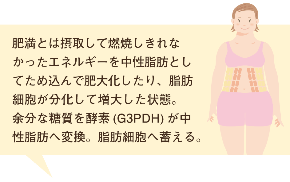 余分なエネルギーを脂肪として蓄えるイメージ図