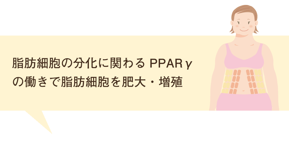 脂肪が肥大化し肥満になるイメージ図