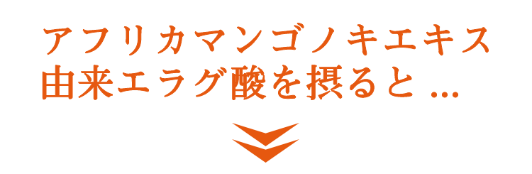 脂肪が肥大化し肥満になるイメージ図