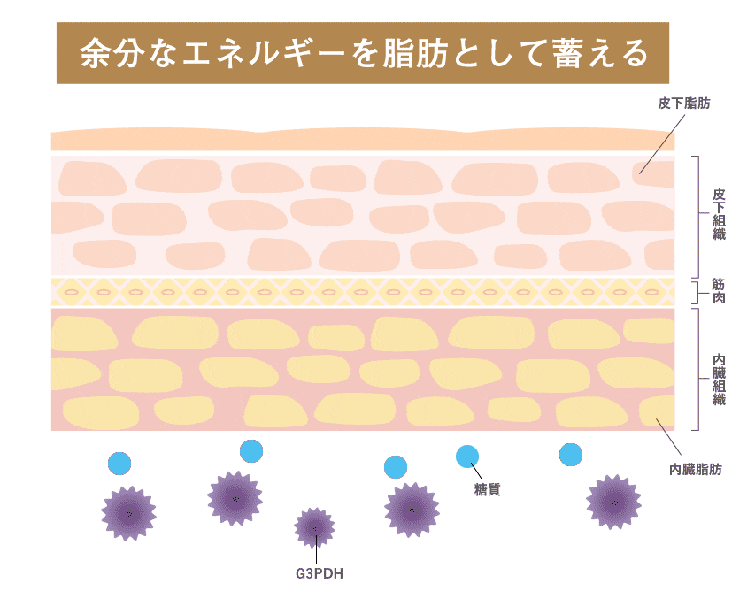 余分なエネルギーを脂肪として蓄えるイメージ図