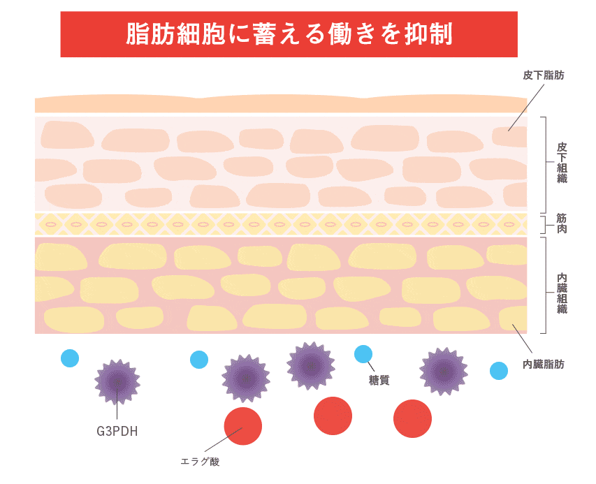 中性脂肪の蓄積を阻止する様子