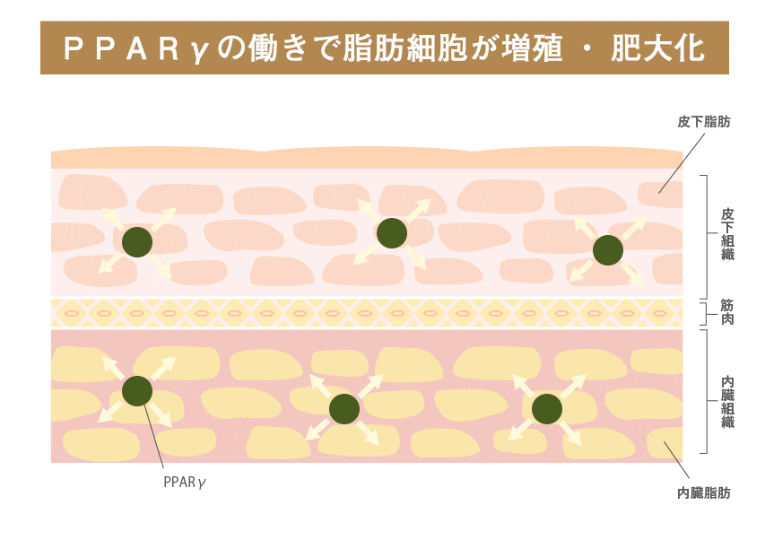 脂肪細胞の増殖と肥大化の様子