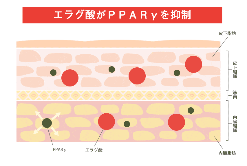 脂肪細胞の増殖と肥大化を抑制する様子